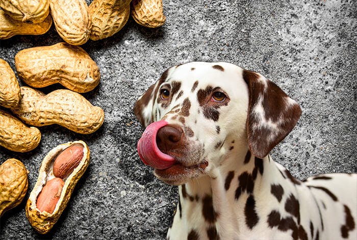 Can Dogs Eat Peanuts? How About Peanut Butter?