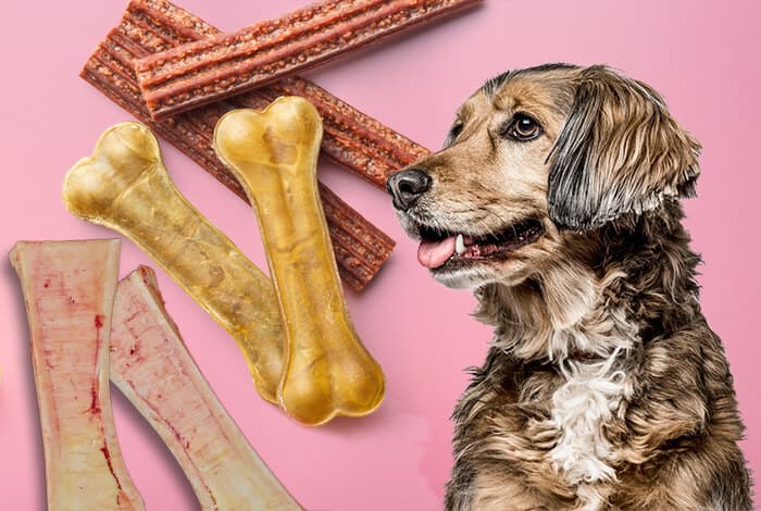 Can Dogs Eat Bones?