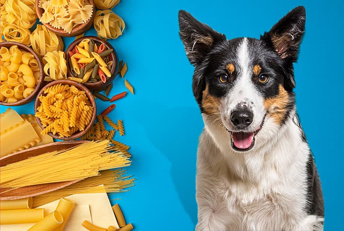Can Dogs Eat Pasta?