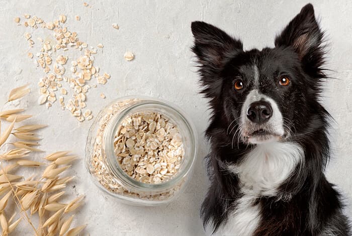 Can Dogs Eat Millet? | Benefits, Risks