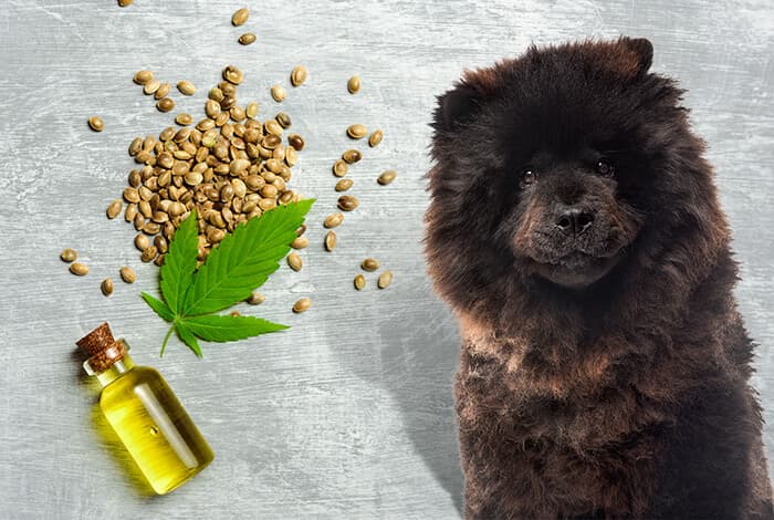 Dogs Ingesting Weeds On A Regular Schedule photo