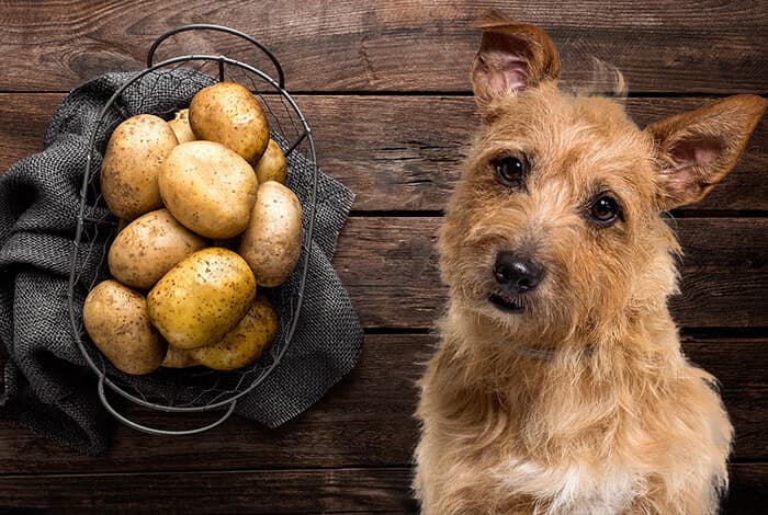 Can Dogs Eat Potatoes?