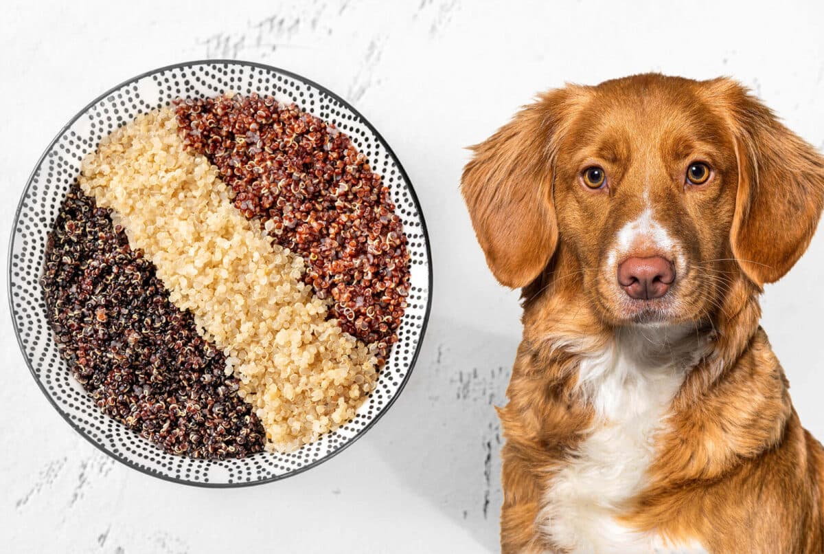 Can Dogs Eat Lentils? 5 Health Benefits and 4 Risks - Can Older Dogs Eat Beans And Lentils