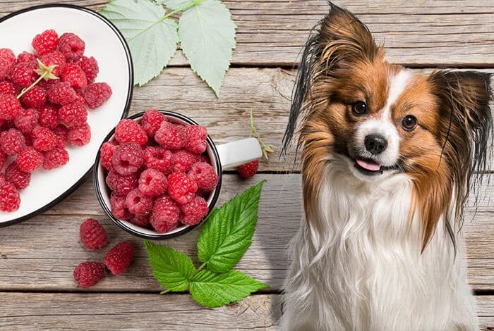 Can Dogs Eat Raspberries?