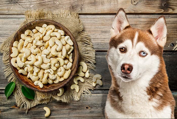 Can Dogs Eat Cashews?