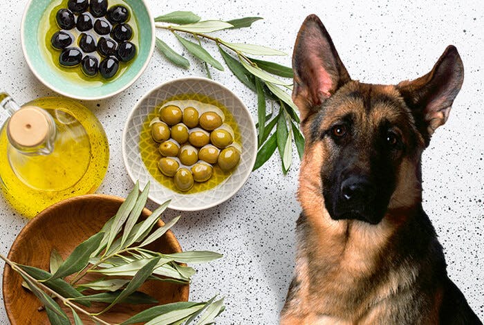 Pitting Out the Truth: Can Dogs Chow Down on Olives?