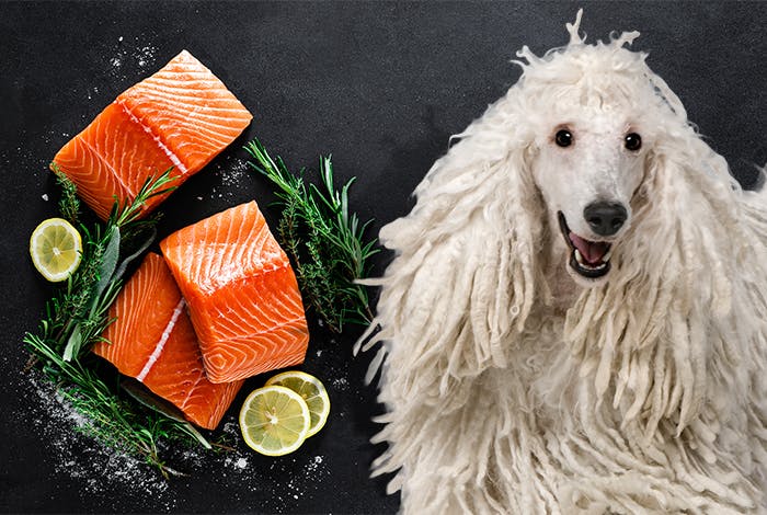 Can Dogs Eat Salmon? What's Better: Raw or Cooked?
