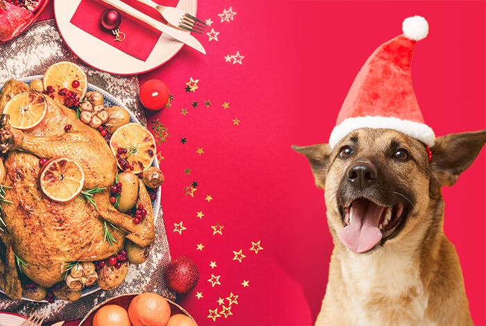 The 4 Good and 11 Bad Christmas Foods for Dogs