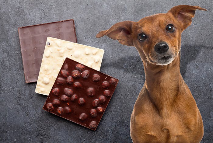 Can Dogs Eat Chocolate? The Truth You Need to Know This Easter