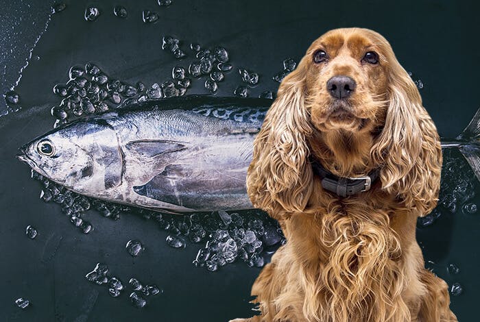 Can Dogs Eat Tuna Fish? What Are the Risks?