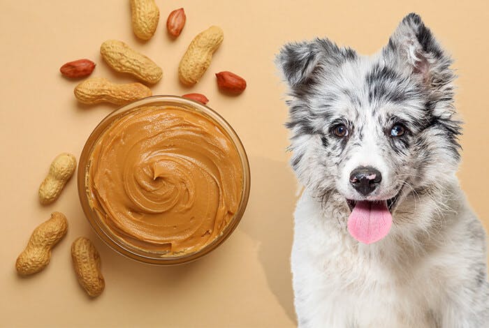 6 Easy Peanut Butter Dog Treat Recipes