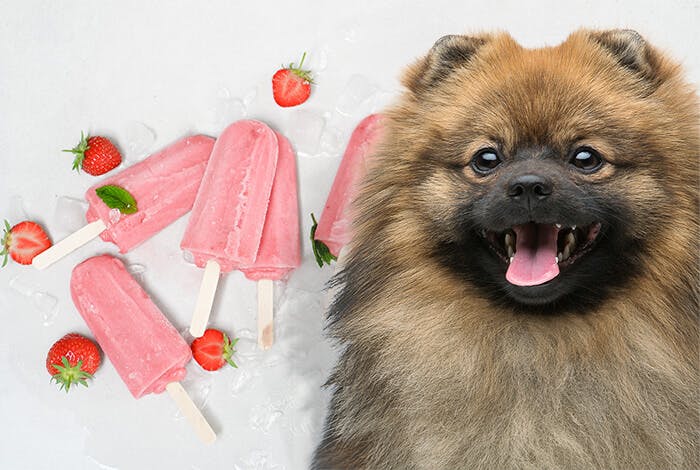 6 Homemade Frozen Dog Treats to Keep Fido Cool