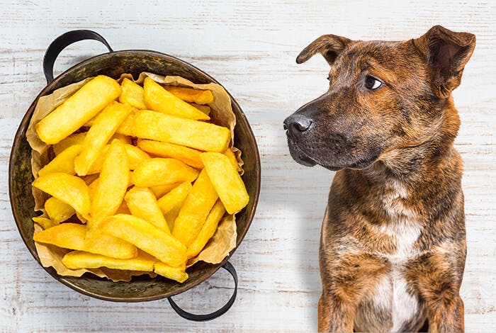 5 Downsides of Feeding French Fries to Dogs