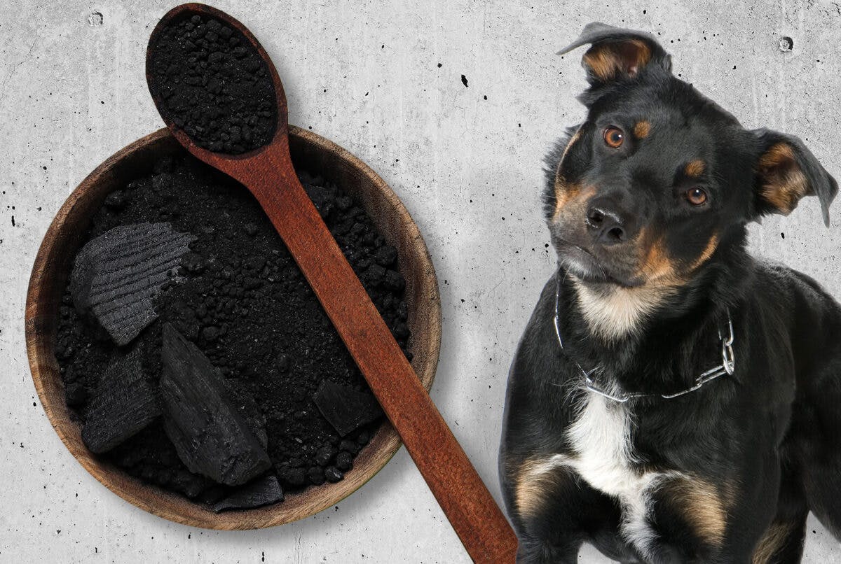 Using Activated Charcoal for Dogs