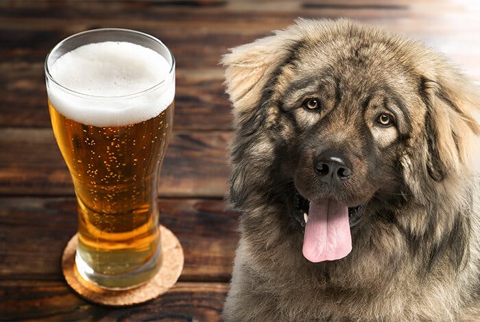 Can Dogs Drink Beer?