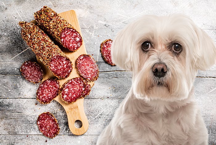 Salami: A Treat for Dogs or a Health Hazard?