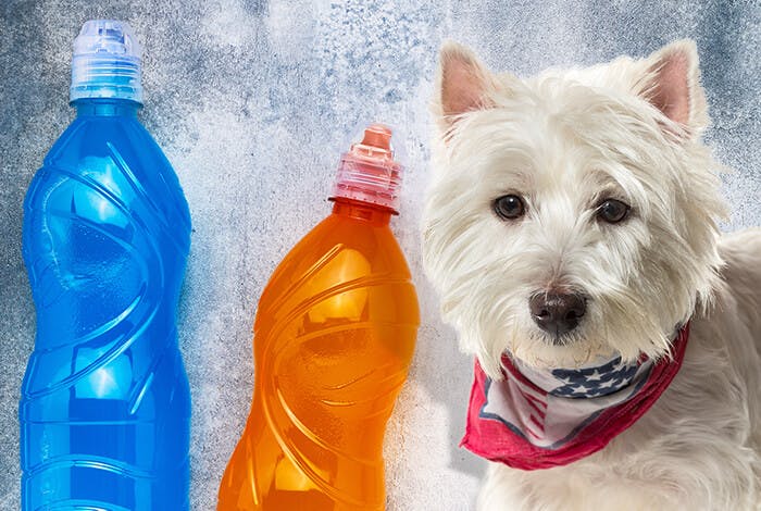 Can Dogs Drink Gatorade? When Should It Be Given?