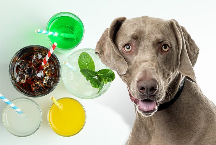 Can Dogs Drink Soda? 4 Dangerous Ingredients in Soda for Dogs