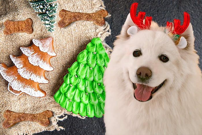 Easy 6-Ingredient Christmas Dog Treat Ideas