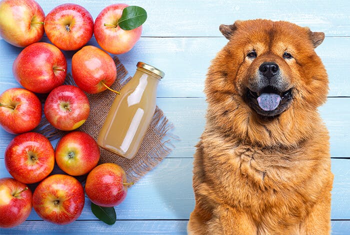 Can Dogs Drink Apple Juice?