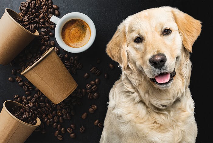 Can Dogs Drink Coffee?