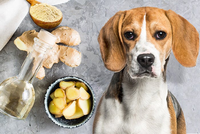 3 Natural Herb Remedies to Relieve Travel Sickness in Dogs