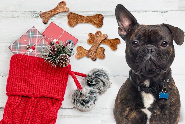 5 Presents You Can Place in a Dog Christmas Stocking