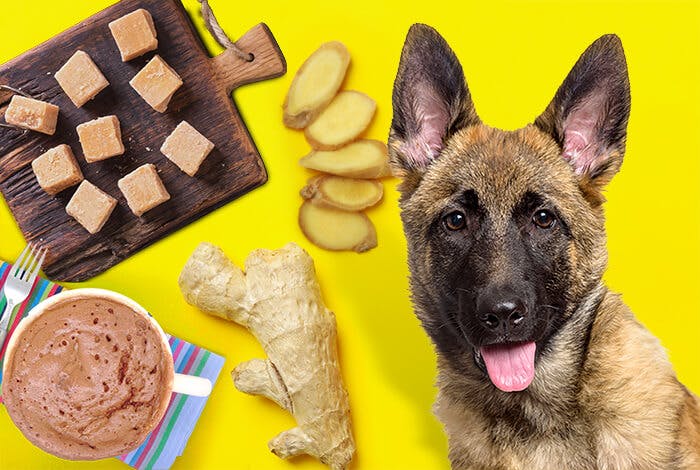 Spice Up Your Pup's Snack Time with These 3 Ginger Dog Treats