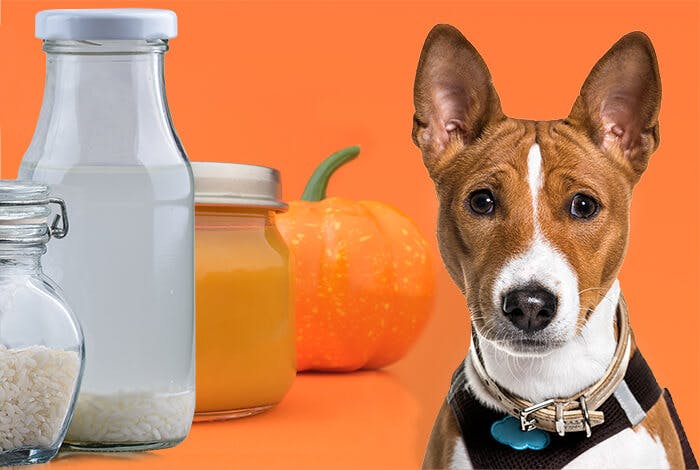 4 Natural Remedies for Dog Diarrhea