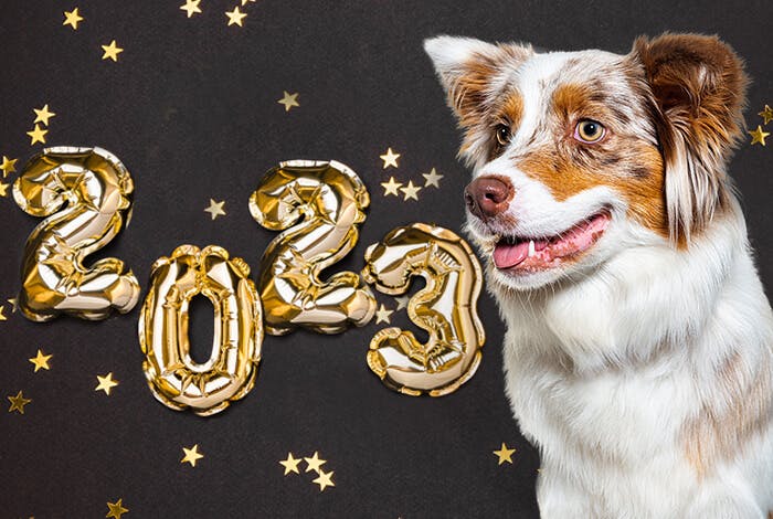 3 New Year Resolutions for Dogs