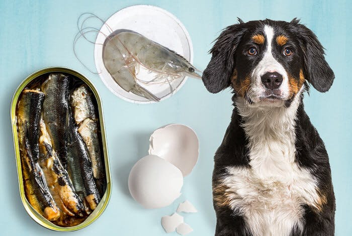 Boost Your Dog's Health with These 4 Calcium-Rich Food