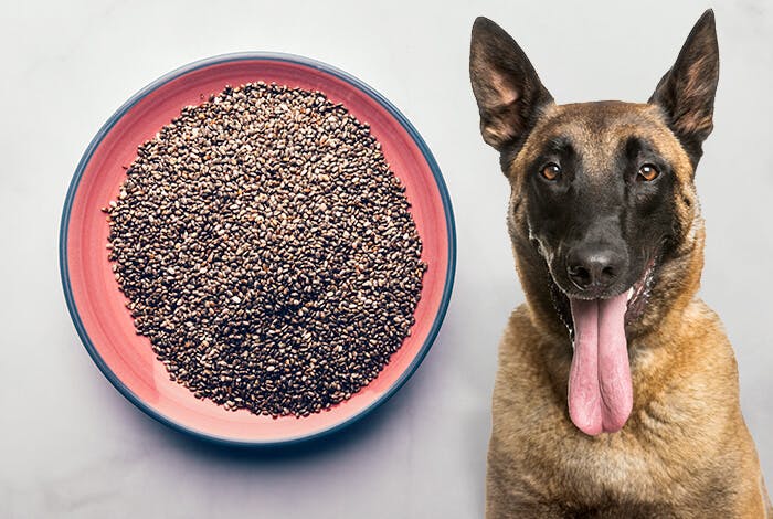 Can Dogs Eat Chia Seeds?