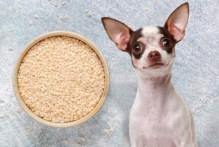 Should You Add Sesame Seeds to Your Dog’s Diet? The Pros and Cons