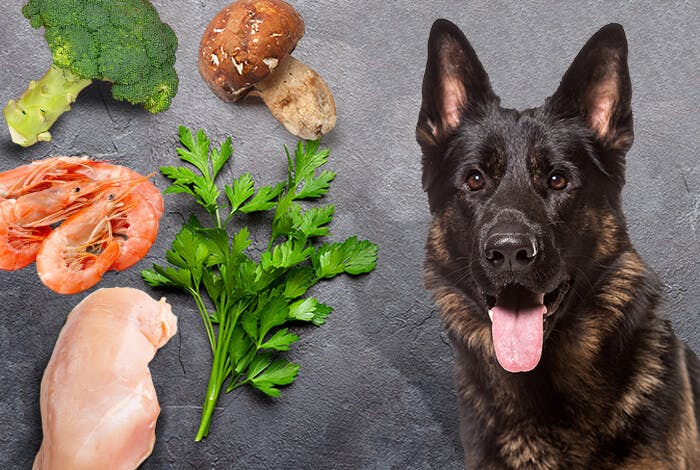 7 Essential Dog Vitamins and Their Natural Food Sources