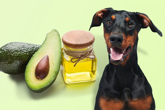 The Truth About Avocado Oil for Dogs: Can It Benefit Their Health?
