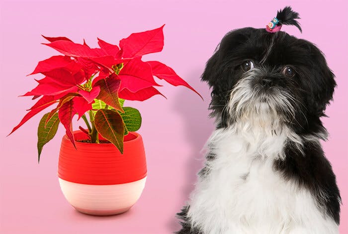 Are Poinsettias Poisonous to Dogs?
