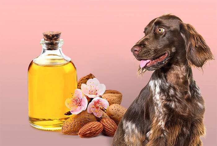 What Essential Oils Are Bad for Dogs to Inhale?