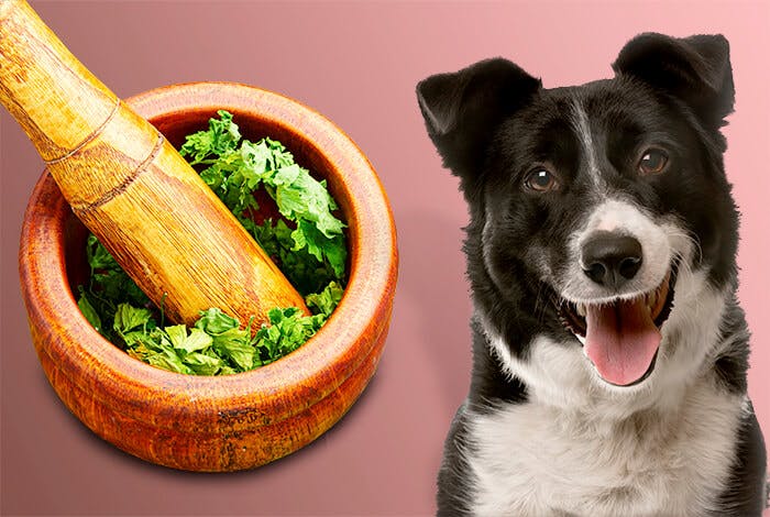 4 Natural Home Remedies to Banish Dog Bad Breath