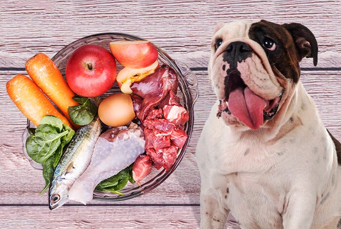 Finding the Best Dog Food for English Bulldogs – Nourishing Their Unique Needs