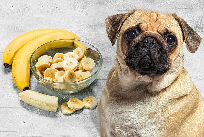 4 Homemade Banana Dog Treat Recipes