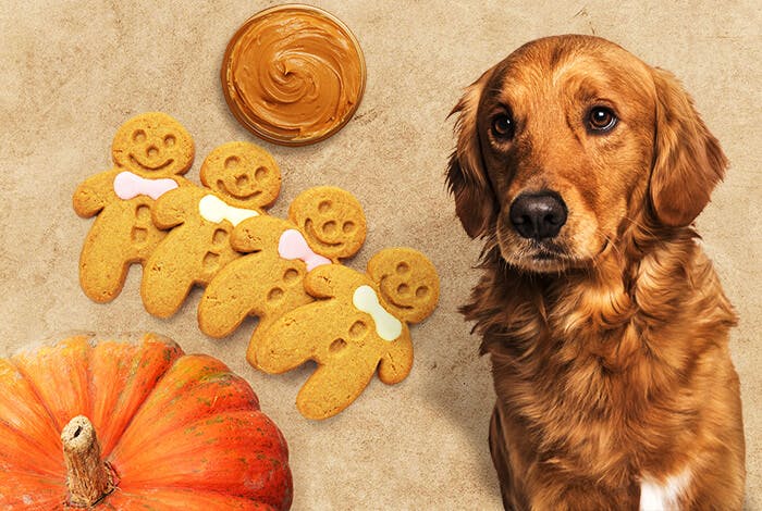3 Easy Homemade Peanut Butter Pumpkin Dog Treats