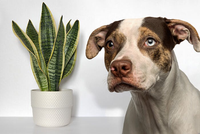 Are Snake Plants Toxic to Dogs? Separating Fact from Fiction