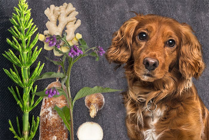 10 Natural Pain Reliever for Dogs