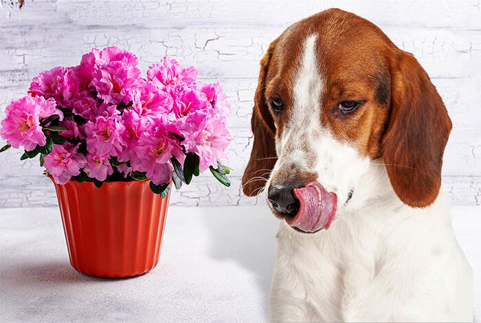 Are Azaleas Poisonous to Dogs? How Lethal Are They?