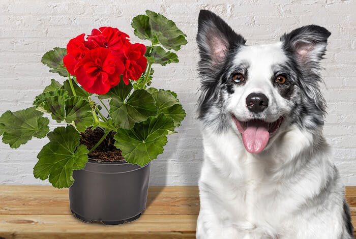 Are Geraniums Poisonous to Dogs?