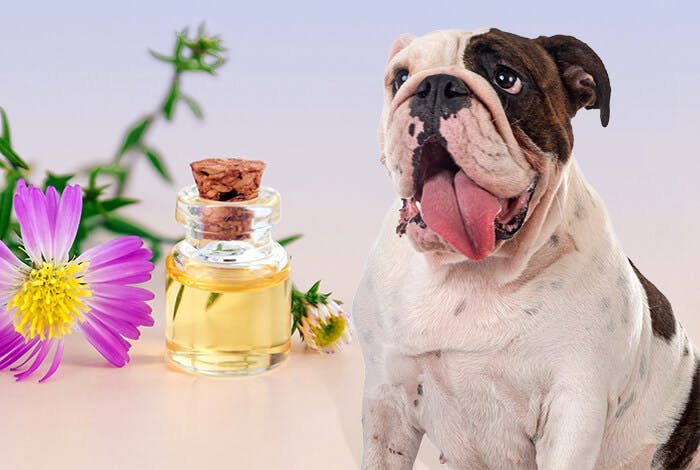 The Ultimate Guide to Dog-Safe Essential Oils