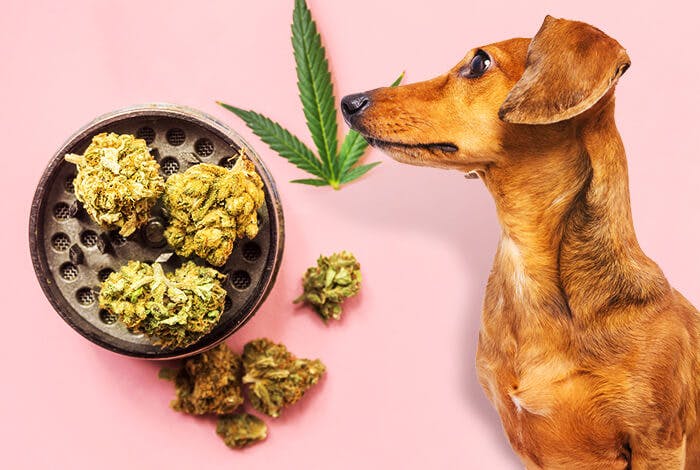 Dog Ate Weed: An Emergency in Need of Swift Treatment