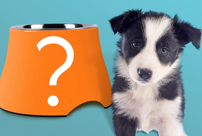 5 Types of Dog Bowls, Which One is the Best?