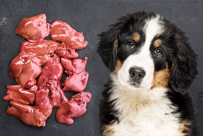 Can Dogs Eat Liver?:  The Truths and Myth About This Organ Meat