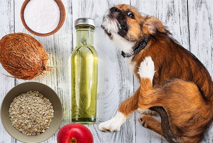6 Natural Home Remedies for Dogs’ Itchy Skin